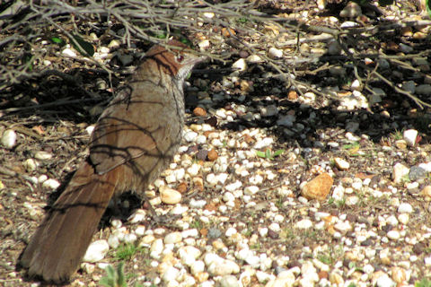 Rufous Bristlebird (Dasyornis broadbenti)
